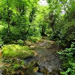 Clede Lovee Dans La Foret Et Sa Riviere